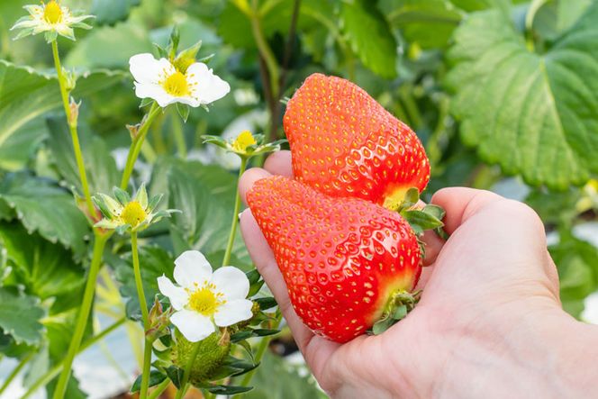 【期間限定発送】EA050 長崎県知事賞受賞【 大玉 いちご 】「 ゆめのか （3L～5L）」265g×4パック ＜1～4月にお届け＞