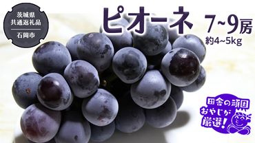 ピオーネ 7～9房 約4～5kg【令和6年8月より発送開始】（茨城県共通返礼品：石岡市産）田舎の頑固おやじが厳選！ ぶどう ブドウ 葡萄 種なし 大粒 高糖度 ギフト 甘い 美味しい フルーツ [BI287-NT]