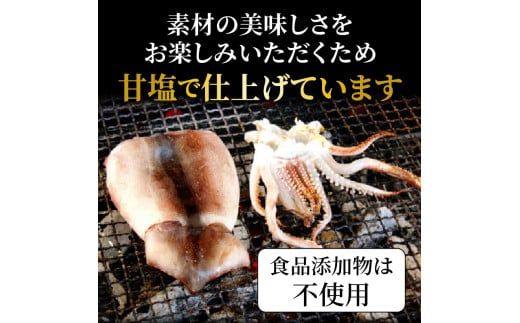 【ご好評につき1～2ヶ月待ち】サイズは不揃いでも味は絶品!肉厚するめ烏賊一夜干し_1511R