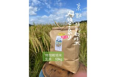 【先行予約】新米【特別栽培米】令和6年産　丹後こしひかり　玄米10kg　KU00032