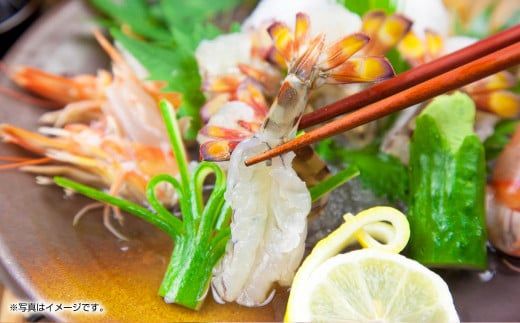 【配送指定日必須】天草産 活車海老 600g（15～25尾入り）【発送期間2025年11月5日から2026年3月31日】ご入金後から14日以降かつ配送期間内にて、寄付フォームの応援メッセージ欄に必ず配送希望日を記載ください