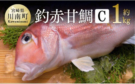 『釣赤甘鯛 C』 魚 魚介類☆ [G4407]