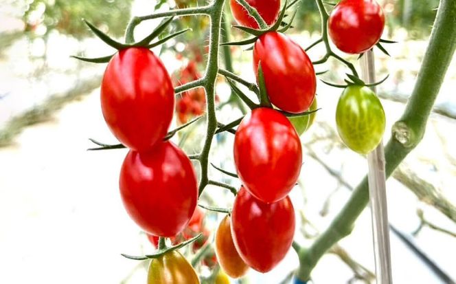 ミニトマト (フロランティーノ) 800g トマト 野菜 新鮮 期間限定トマト 愛西市 / 株式会社石原農園[AEBG004]