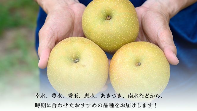 【 先行予約 】茨城県産 梨 品種おまかせお楽しみセット 約3kg 6玉～10玉 ( 茨城県共通返礼品 : 常陸太田市 )【 2025年 9月上旬頃より発送 】 フルーツ 果物 国産 日本産 梨 ナシ なし 和梨 期間限定 数量限定