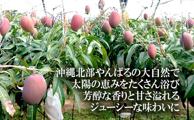 【75マンゴー生産部会】 75（名護）マンゴー　2kg