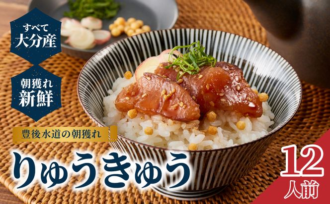 【E22030】豊後水道の朝獲れ　りゅうきゅう　【12人前】