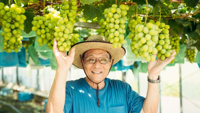 【 先行予約 2026年8月下旬以降発送 】 農家直送 ! 八千代町産 シャインマスカット 約 1.4kg （ 2～3房 ） マスカット フルーツ 果物 ぶどう ブドウ 葡萄 フルーツ ふるさと納税 [AJ003ya]