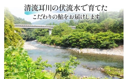 魚 鮎の甘露煮 約400g  [あゆの是則 宮崎県 日向市 452060097] あゆ アユ 真空 常温