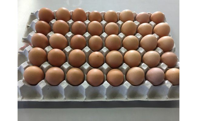 B1807極上ひまわりたまご（40個程度）※破卵補償10個含 卵 鶏卵 玉子