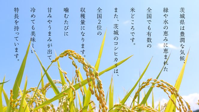 【新米】令和6年産 茨城 こしひかり 10kg（5kg×2本） 精米 茨城県 国産 お米 米 コメ 白米 ライス ご飯 おいしい コシヒカリ ごはん [DA01-NT]