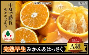 定期便 手さげ箱 セット 完熟早生 有田みかん ＆ はっさく 全2回 南泰園　BS835