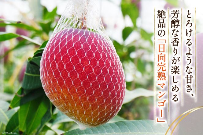 【2026年夏発送】「生産者応援・数量限定」 訳あり 宮崎 完熟 マンゴー 家庭用 2L 2玉 [宮崎県農業協同組合日向地区本部（販売課） 宮崎県 日向市 452061563] 果物 フルーツ 規格外 完熟マンゴー 甘い 日向 期間限定 冷蔵