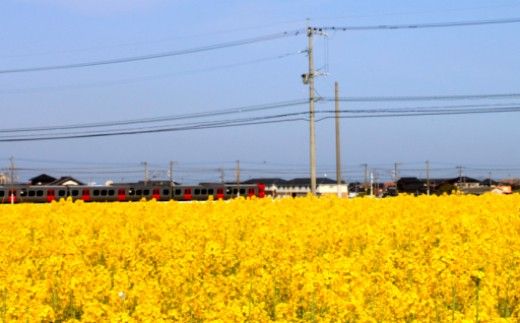 菜の花 サラダ油 2本 + 菜の花 一番搾り ドレッシング 2本《築上町》【農事組合法人　湊営農組合】 [ABAQ015]