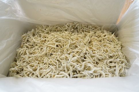 【数量限定】訳アリ しらす屋のしらす干し２kg 国産 海の幸 お鍋の後の〆の雑炊にも！ 魚介類 しらす シラス ご飯のお供 おつまみ しらす丼 グルメ ギフト 贈り物 やみつき 冷凍 H006-091