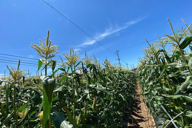 BF110 10月下旬から出荷！「朝どれスイートコーン！」Lサイズ以上×5本セット【全国的にも珍しい秋季出荷】