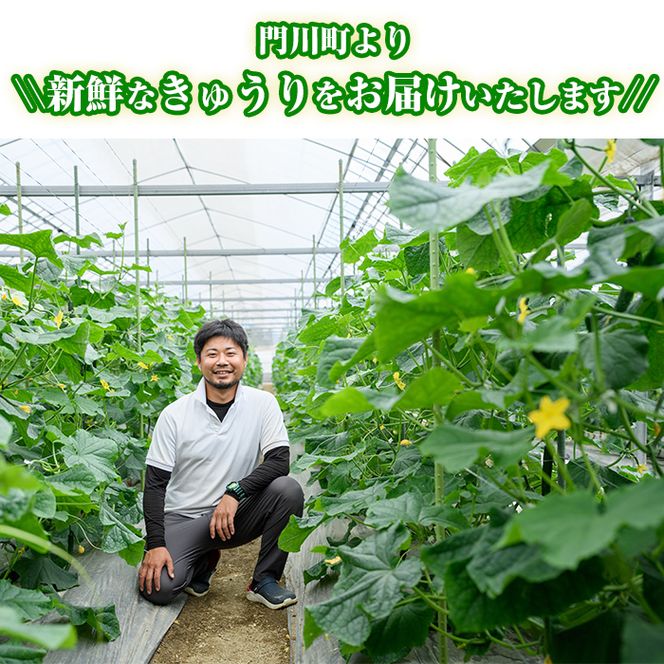 宮崎県産きゅうり(2.5kg)野菜 やさい サラダ 胡瓜 漬物 キムチ 冷蔵【NS-2】【中澤農園】