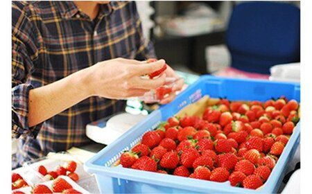 [先行予約][4ヶ月連続定期便] 澳原いちご農園のとちおとめ定期便 (毎月お届け 計4回)｜いちご イチゴ 苺 フルーツ 果物 産地直送 栃木県産 [0484]