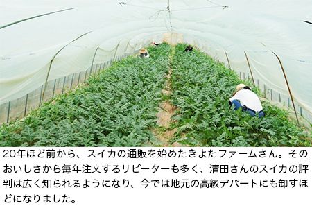 『きよたファーム』のすいか 1玉約8～10kg 熊本県玉名郡玉東町『きよたファーム』すいか フルーツ 果物 熊本県産《5月上旬-6月末頃出荷》---sg_kfsuika_af5_25_12500_1p---