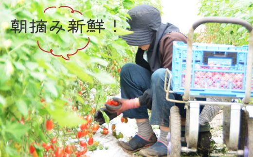 【完熟 ミニトマト】アイコトマト 約 3kg 南島原市 / 長崎県農産品流通合同会社 [SCB052]