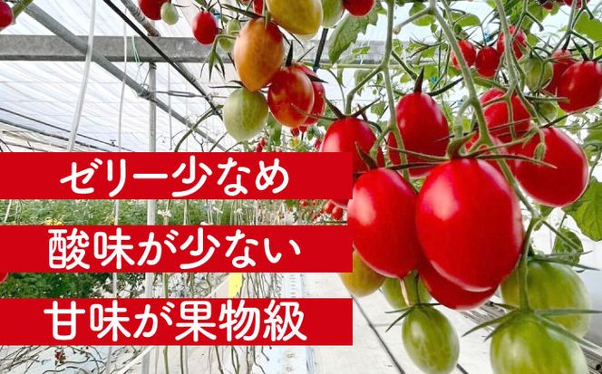 【先行予約】　ミニトマト(空飛ぶアイコ)800g　トマト　野菜　新鮮　期間限定トマト　愛西市/株式会社石原農園[AEBG006]