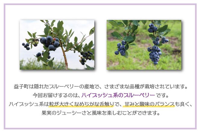＼数量限定／ 【先行予約】益子町産 フレッシュブルーベリー 1.2kg (300g×4パック) | ブルーベリー  順次発送 フルーツ 新鮮 旬 期間限定  ハイブッシュ系 大粒 ジューシー スムージー (AA019-1)