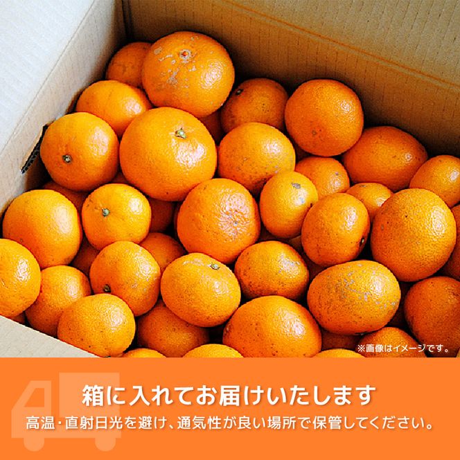 【2026年1月上旬～順次発送】 訳あり 青島 みかん 5kg 家庭用 青島みかん 果物 国産 フルーツ 柑橘 蜜柑 期間限定 季節限定 訳あり品 大きさ 不揃い ミカン  静岡県 藤枝市