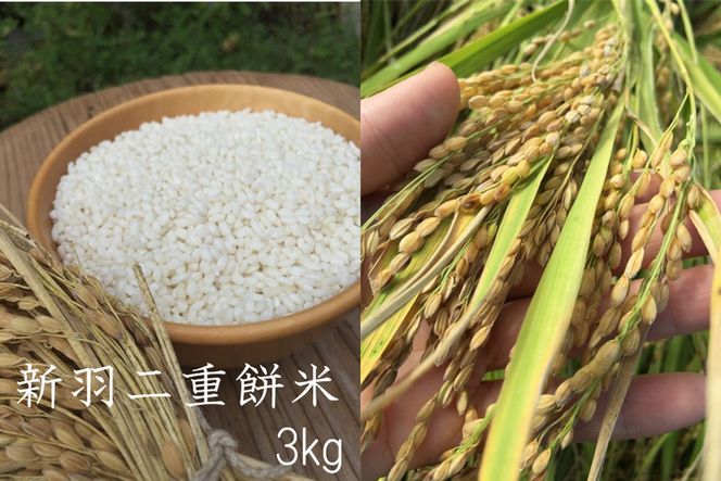 【先行予約】新米【特別栽培米】令和6年産　新羽二重餅米　3kg　KU00037