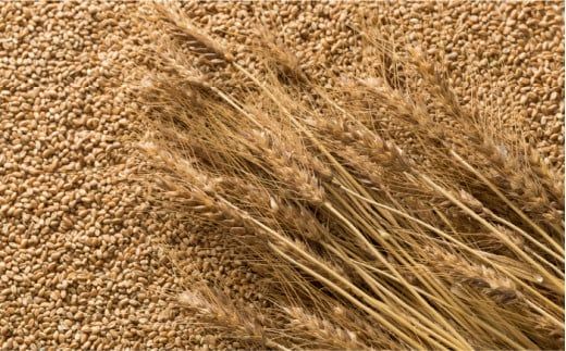 【 国産 小麦 100%】 長崎 手延べ うどん 4kg (200g×20P) / 南島原市 / 本村製麺工場 [SCP002]