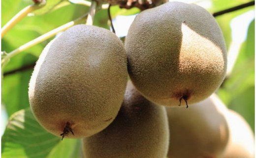 ［人気］有田産キウイフルーツ約２kg（サイズ混合）★2027年１月下旬頃より順次発送 	BZ076