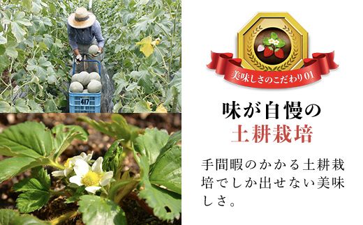 【希少品種】いちごとメロンのアイス 食べ比べ5個セット SMAN013