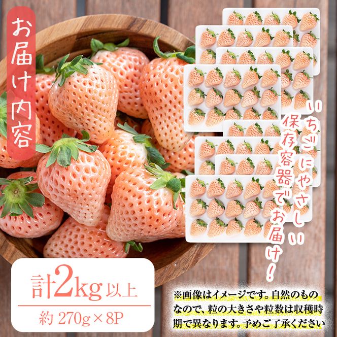 〈先行予約受付中！〉鹿児島県産いちご！特別栽培農産物 いちごの村から朝摘み「淡雪」8Pセット(計2kg・約270g×8P) e0-047