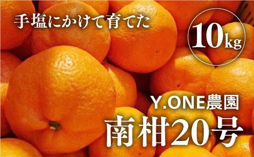 【先行受付】【数量限定】南柑20号（生果）10kg ｜ 柑橘 みかん 温州みかん ミカン 蜜柑 果物 フルーツ 愛媛県産　※2024年12月上旬頃より順次発送予定