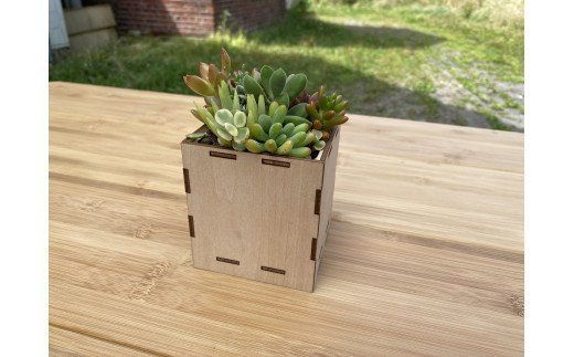 安心やすらぎ共和国 OASIS REPUBLIC -SUNAGAWA BASE- 片桐農園×空知単板工業 『多肉植物寄せ植え体験ギフトセット』 [オアリパ 北海道 砂川市 12260374]