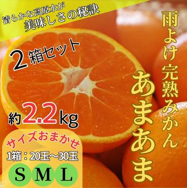 2箱セット　雨よけ完熟みかん「あまあま」 ※12月下旬頃から発送 　※離島不可