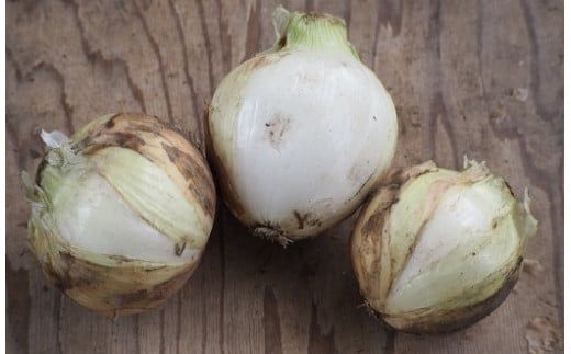 【福箱★2026】訳あり 新玉ねぎ 旬玉 8.5kg 生がおいしい神重農産のブランド玉ねぎ H105-169