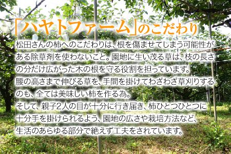 50年以上の歴史を持つ『ハヤトファーム』の太秋柿! 《10月上旬-10月末頃出荷》シャキシャキ食感とすっきり後味 約2.5kg～3kg 5-8玉前後 予約受付中 フルーツ 秋 旬 柿 ---gkt_hyt_2_2500g---
