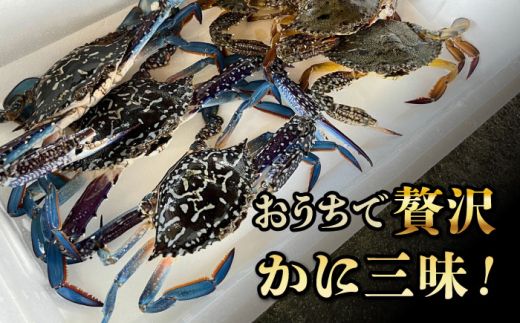 【先行予約】【2026年8月以降順次発送】豊前海産 タイワンガザミ 1kg (4〜7杯前後) オス メス セット 《築上町》【明青丸】 ワタリガニ 渡り蟹 蟹 カニ[ABCB002]