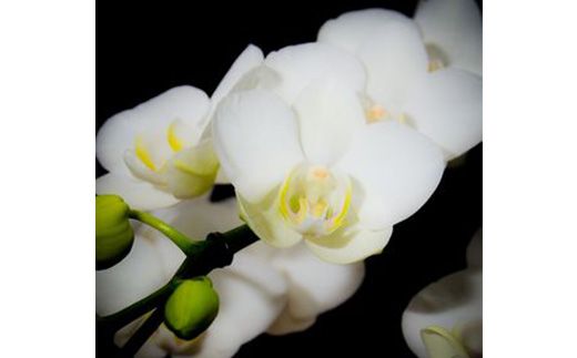 胡蝶蘭(ミディ系) FAA-112