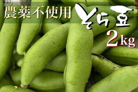 甘～い そら豆 2kg【期間限定】京都府・亀岡産 自然栽培のかたもとオーガニックファームよりお届け ※2026年5月上旬～6月上旬頃に順次発送予定 ※離島への配送不可