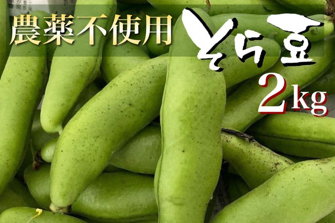 【2024年産 予約】甘～い そら豆 2kg【期間限定】京都府・亀岡産 自然栽培のかたもとオーガニックファームよりお届け ※2024年4月末頃～6月初旬に順次発送予定 ※離島への配送不可