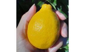 【有田川町】レモン 和歌山県産 訳あり 国産レモン 3kg   	CE009