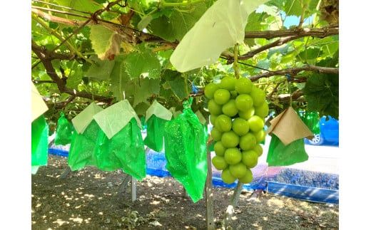 yRxm쒬zy2026N s\zỹVC}XJbg(1.7`2.0kg 3`4[) VC }XJbg xm쒬Y Yn t[c ʕ  uhE Ԃǂ  ܂Ȃ R st ߘa8N