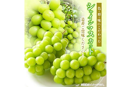 大粒シャインマスカット約1.2kg(600g程度×2) ｍ＆ｎ果実園《8月末-10月上旬頃より出荷予定(土日祝除く)》和歌山県 紀の川市---wsk_cmnk9_l810_23_18000_2f---