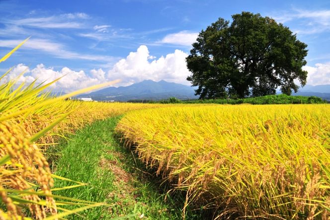 米 令和8年 わに塚の桜米 精米 2kg [スーパークラフト 山梨県 韮崎市 20743167] お米 白米 精米 ごはん ご飯 ブランド米