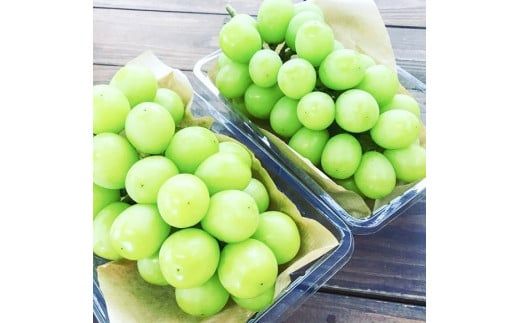 【2026年発送】皆さんの応援から実った シャインマスカット 約1.2kg（2房）【数量限定】 フルーツ 果物 長田農園 産地直送 甘い ご褒美 プレゼント 美容 健康 リピート多数 人気 高評価 碧南市 H004-151