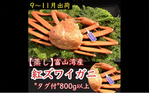 【9-11月出荷】蒸し紅ズワイガニ 1杯（約800g以上） ｜ 甲殻類 海の幸 海鮮 蒸し加工 水揚げ 後すぐ 旨味 凝縮 晩酌 お酒 お供 あて 肴 つまみ 富山県産 魚津市産 ※2024年9月下旬～11月下旬頃に順次発送予定 ※北海道・沖縄・離島への配送不可