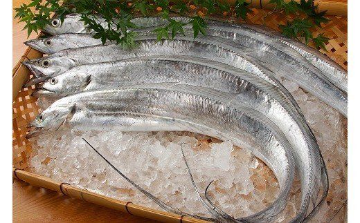 337 太刀魚 ドラゴンのしゃぶしゃぶとつみれの鍋セット（３人前）(A337-2)