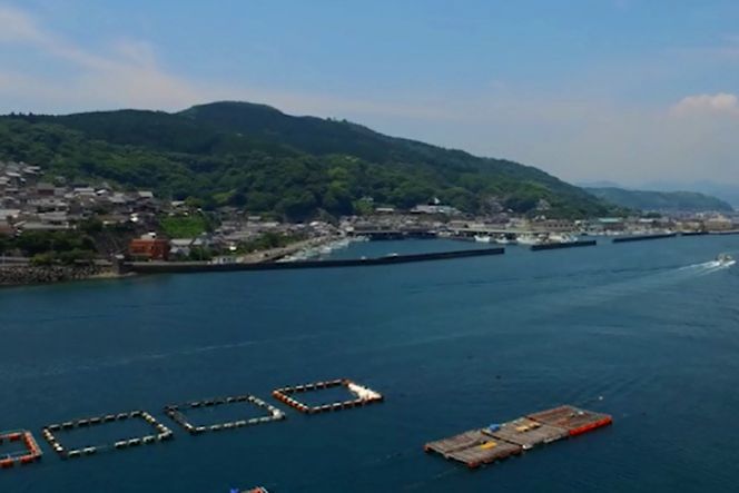 【期間限定発送】岩牡蠣 殻付き 細島 岩ガキ 約3.5kg [道の駅日向 宮崎県 日向市 452060570] いわがき 岩がき 牡蠣 日豊海岸 濃厚 クリーミー