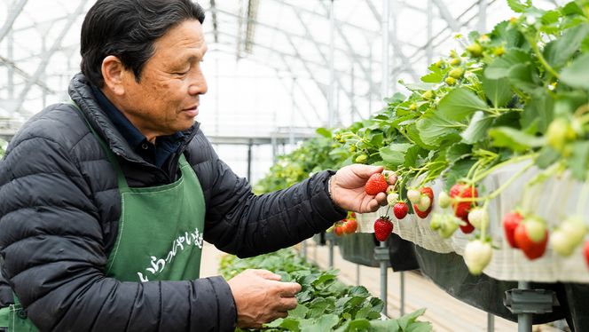 【 訳あり 】 冷凍 いちご 約1.5kg ( 500g × 3パック ) イチゴ 苺 アイス 冷たい 旬 凍眠 小分け 新鮮 お得 ふるさと納税 7000円 スムージー [AU091ya]