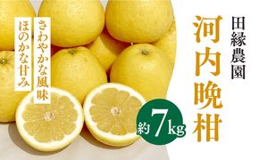 田縁農園の河内晩柑約7kg ※離島への配送不可 ※2025年4月上旬頃より順次発送予定